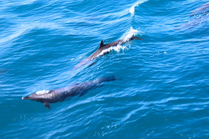 delfines y ballenas en bahías de huatulco