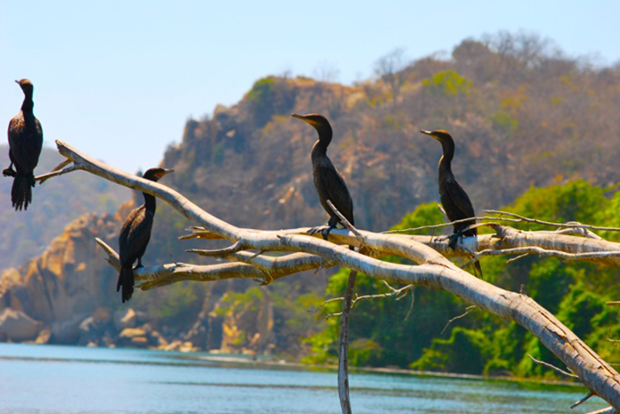 fauna de bahía de conejos